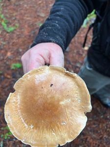 Mushroom Foraging the Pacific Coast