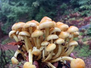 Mushrooms In California 