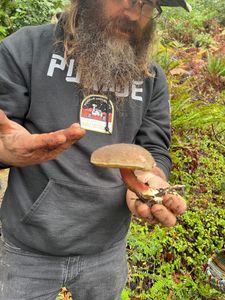 Foraging For Wild Mushrooms In California 