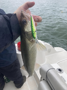 Ludington Fishing Report 