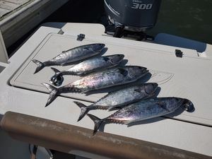 Spring fishing kicks off with arrival of Atlantic bonito