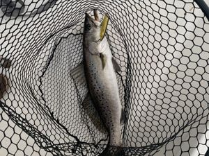 Swansboro trout capture.