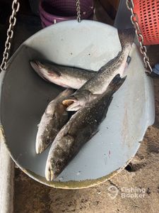 Discover trout secrets in Swansboro