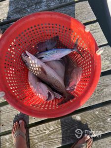 Some of our catches in our Swansboro fishing trip 