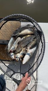Speckled Trout fishing in the heart of Swansboro
