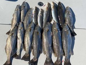 Fish of the day. Trout abundance in Swansboro, NC