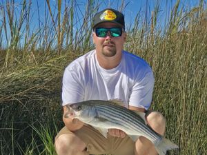 Striper spectacle in Swansboro, NC