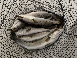 Trout magic captured in the charm of Swansboro