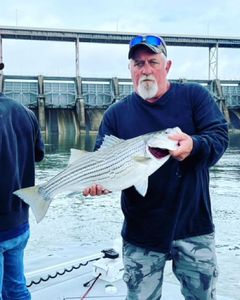 Huge Striped Bass Fishing in Chattanooga