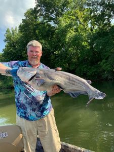 Large Catfish Caught  in Chattanooga! 