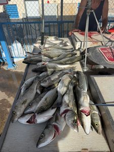 Great catches filled the cooler, with only three May spots still available.