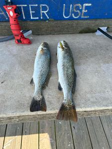 Fish of the day. Texas finest trout 
