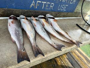 Redfish haul of the day in SPI waters