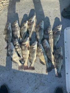 Sheepshead haul of the day in Texas waters