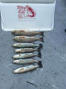 Trout reels of the day in Texas waters