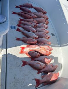 Red Snapper Trip