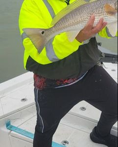 Chasing Texas Gold Redfish