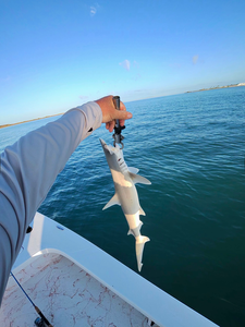 Fall Bay Fishing: Grey Snapper & Sharks with Today We Fish Charter