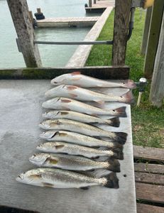 Trout Frenzy in 2’ water