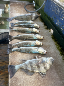 Reeling in the Thrill: A Fishing Adventure in Rio Hondo, Texas