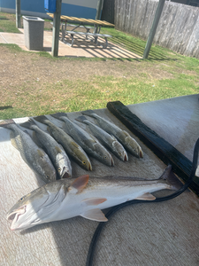 South Padre Island Morning Bay Trip - Great Day on the Water