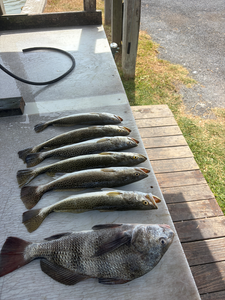 Dawn Bay Fishing: Black Drum & Speckled Trout on 5-Hour Charter