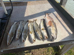Speckled Trout & Redfish Action - 3 Hour Morning Charter Trip