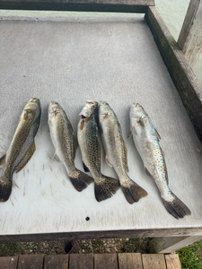 Top-Rated Morning Bay Trip: Speckled Trout with Today We Fish