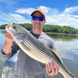 Steady Striper Action