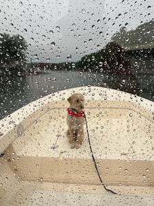 Scouting the Action with Rosita the Mackerel Sniffer