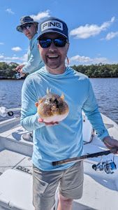 Puffer fish beauty in Tampa Bay, FL 