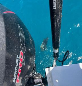 Can You Name This Mystery Fish? 🎣☀️ Get it right and score 10% off your next 4-hour charter!