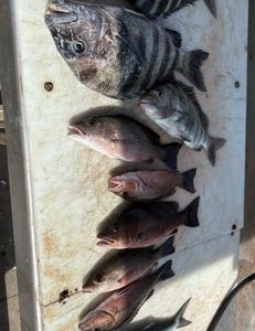 Snapper showing up.