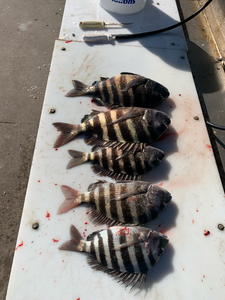 Captivating Catch: Inshore Fishing Thrills at Cape Canaveral