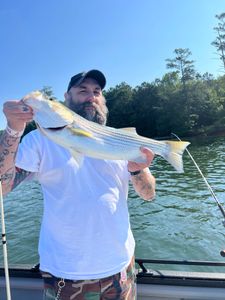 Lake Allatoona Striper Fishing Guides - Handmade Custom Striper