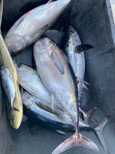 Catch of the day 