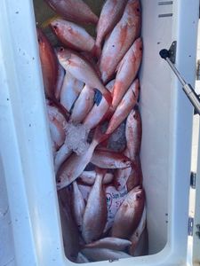 Hotter Fishing and More Boats to Choose From