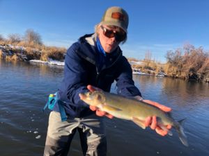 East Gallatin River Whitefish