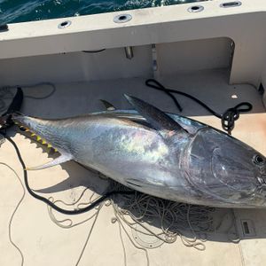 Bluefin Tuna Fishing In Massachusetts