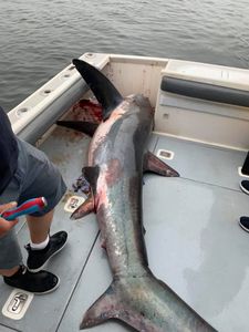 Huge Shark Fishing In Massachusetts