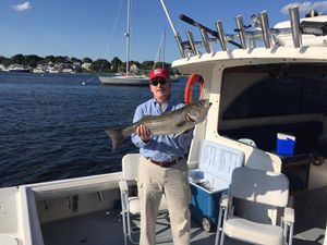 Huge Striper Fishing In Massachusetts