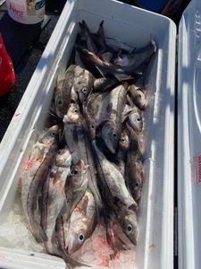 Tons Of Haddock Fish