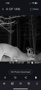 Deer spotted and patterns shaping up