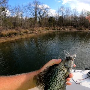 Quality Crappie and Bass Action on Lake Fork Right Now
