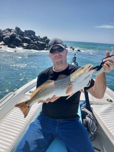 Winter Redfish and Jetty Sheepshead Lead the Charge