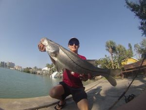 The 40-Inch Club: Hunting Clearwater’s Biggest Snook