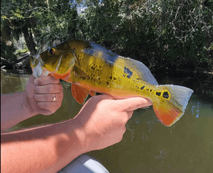 Bonita Springs Peacock Bass Fishing Report 