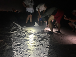 Thrilling Laguna Beach Shark Fishing Excursion