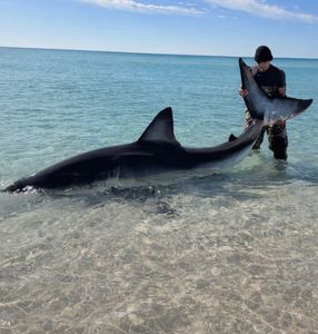 2 great whites in a single day off Florida beach!
