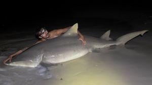 Shark Fishing Panama City Beach: Catching Giants from the Sand